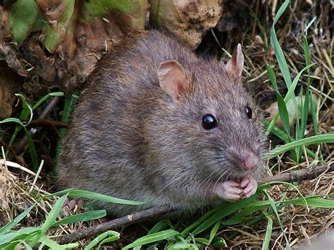 Browncommon Rat Suffolk Pest Control Company
