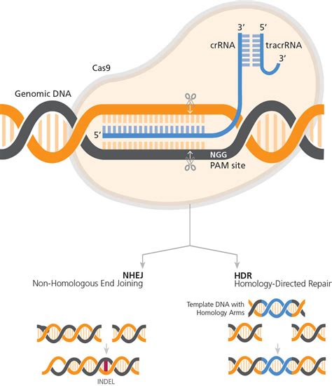 CRISPR Cas Gene Editing Technology