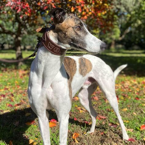 Wow The Greyhound