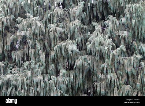 The Bark Of The Tree Photographed Close Up Stock Photo Alamy