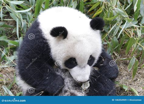 Little Fluffy Baby Panda Cubchengdu Panda Base Chengdu China Stock