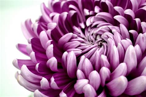 Chrysanthemum Wallpaperflowerflowering Plantpetalpurpleviolet