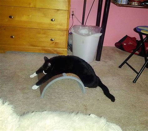 15 Pics Of Cats Using Your Carefully Chosen Ts