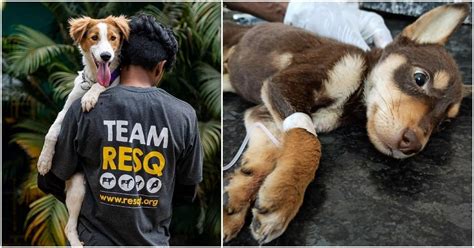 These Animal Ngos Are Open To Serve The Strays During Lockdown