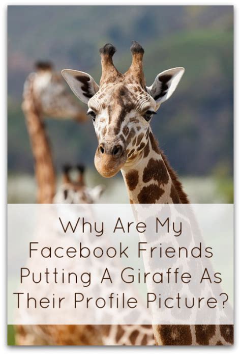 Facebook Riddle Giraffe Profile Pictures Do They Contain Malware Or
