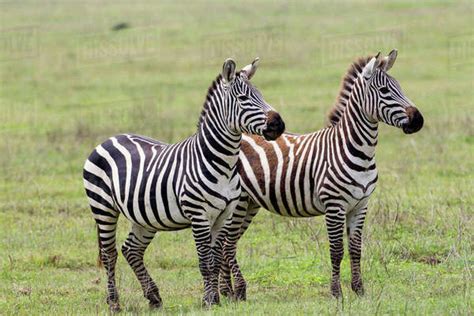 Two Zebras Stand Side By Side Alert One Fully Adult And The Second