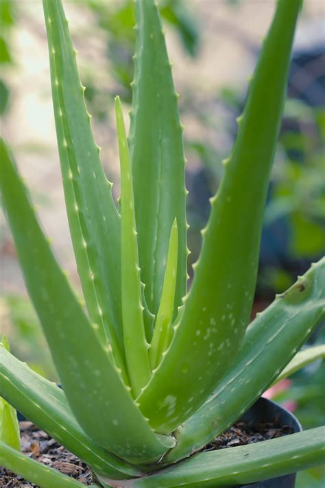 4 Simple Tips To Growing Awesome Aloe Vera Agriscaping