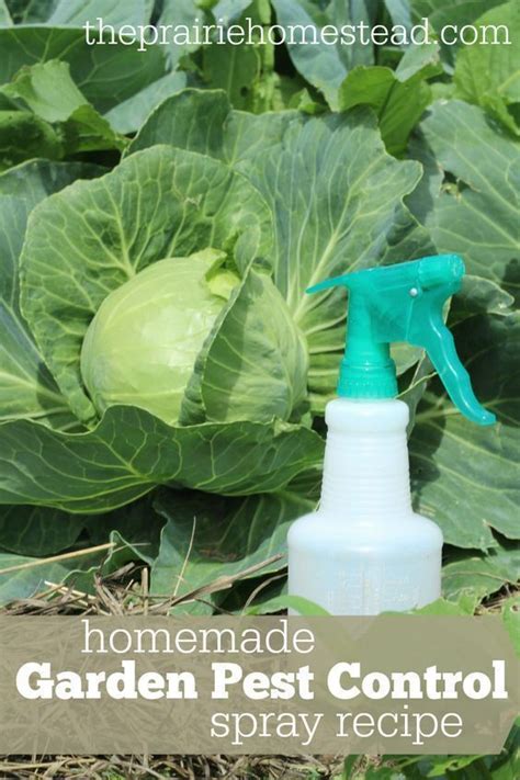 Homemade Garden Pest Control Spray Recipe Gardenpestsremedies