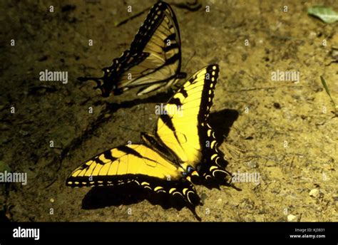 Tiger Swallowtail Butterfly Insect Papilio Glaucus Linnaeus Stock Photo