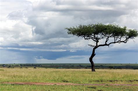 16221 Lonely Tree Park Grass Photos Free And Royalty Free Stock Photos