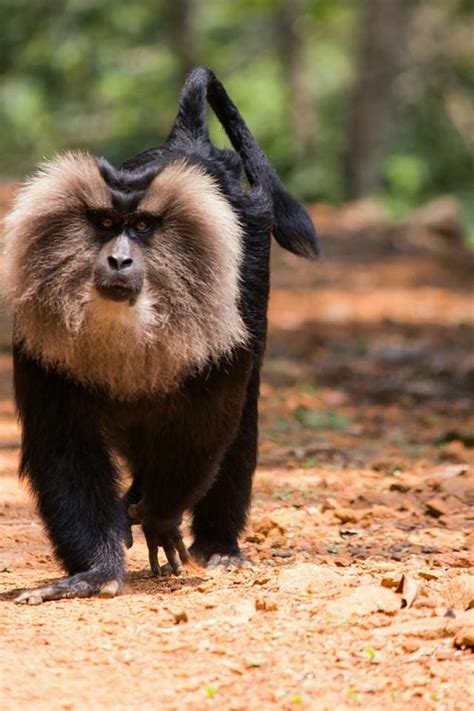 Progress Continues To Take A Toll On The Endangered Lion Tailed