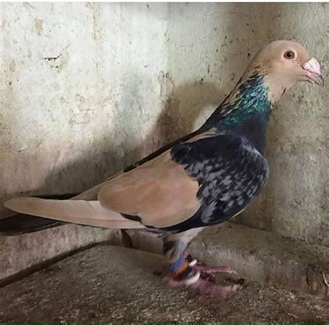 Top 10 Racing Pigeon Breeds In The Philippines