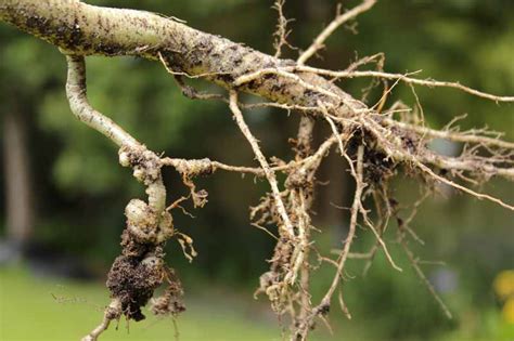 How To Control Root Knot Nematodes In Your Garden Gardeners Path