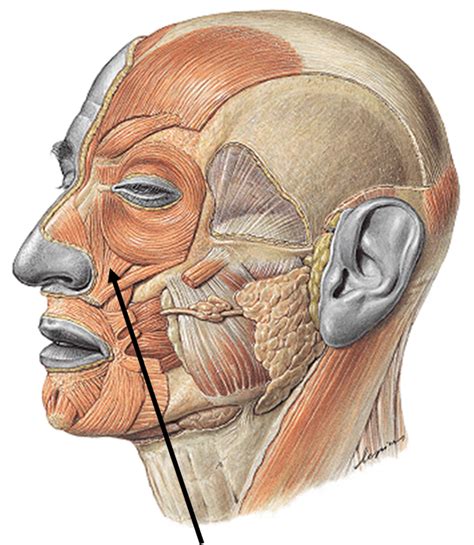 AnatomÍa Humana Musculos De La Cabeza