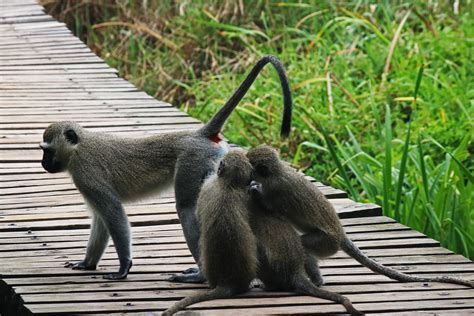 Three Inquisitive Young Monkeys Free Stock Photo Public Domain Pictures