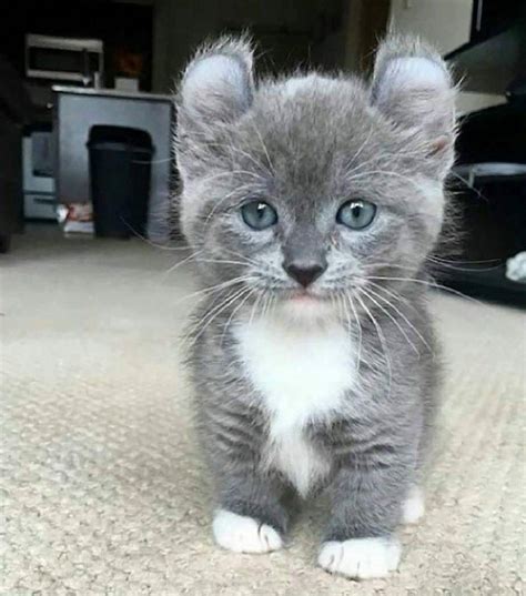 Cutest Kitten Ever Cute Cats And Kittens Cute Baby Animals Cute