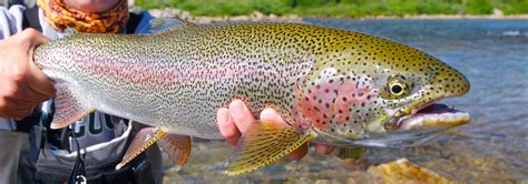 Rainbow Trout Wallpapers Wallpaper Cave