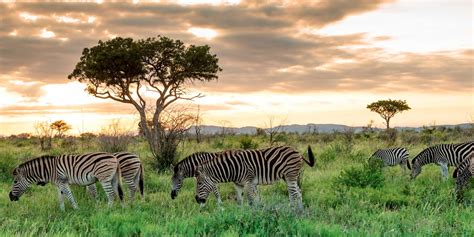 Madikwe Game Reserve Safaris South Africa Yellow Zebra Safaris