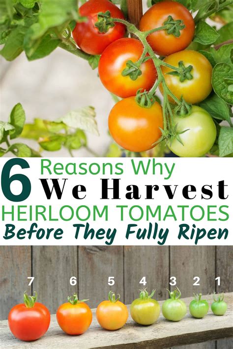 Tomatoes Growing On The Vine With Text That Reads 6 Reasons Why We