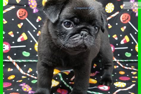 Pugs for sale in nwa. Pug puppy for sale near Nashville, Tennessee. | 44d547a2-6951