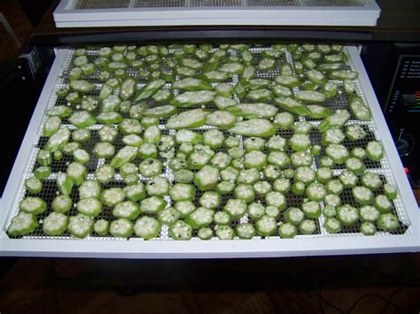 Okra is a tasty summertime crop and a staple in many southern homes. Hickery Holler Farm: Blanching Okra And Freezing Breaded Okra