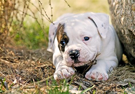 As a dog owner, there is no higher priority than ensuring your dog's health and happiness. American Bulldog Dog Breed Information | Temperament & Health