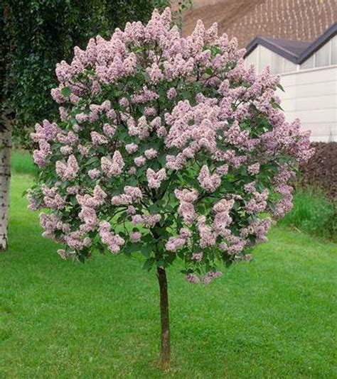 Miss Kim Lilac Tree Flowering Patio Plant Cannot Ship To