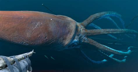 Scientists Found A Giant Squid Deep Down The Ocean