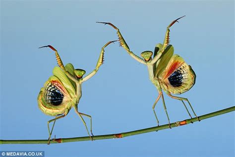 Praying Mantis Pictured Gyrating To Attract Mate Wholl Later Bite Head