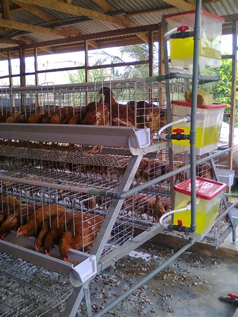 Example Of Poultry Farm Business Plan