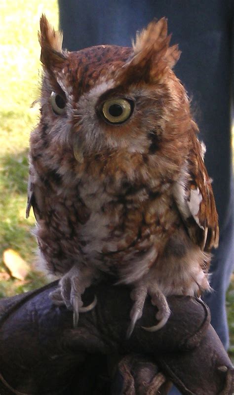 Screech Owl Smithsonian Photo Contest Smithsonian Magazine