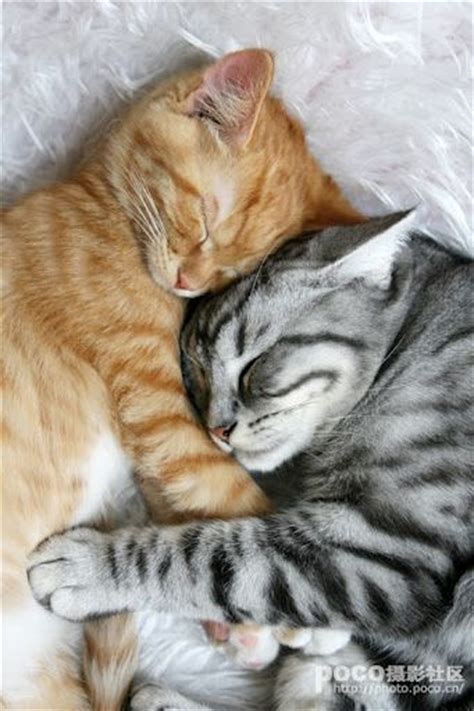 Ginger Kitten Tabby Cats And Kittens On Pinterest