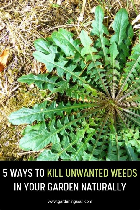 5 Ways To Kill Unwanted Weeds In Your Garden Naturally Gardening Soul