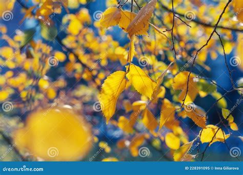 Golden Elm Tree In The Forest Stock Image Image Of Background