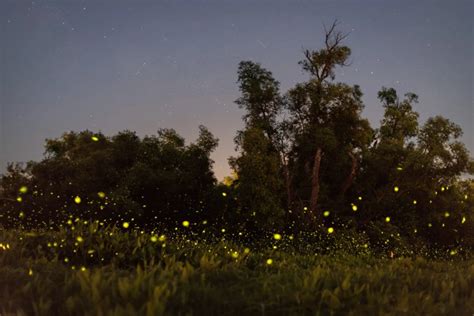 Stunning Fireflies Image Captures Iowa Summer Nights Perfectly