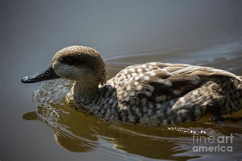 Marbled Duck Swimming Photograph By Eva Lechner Fine Art America