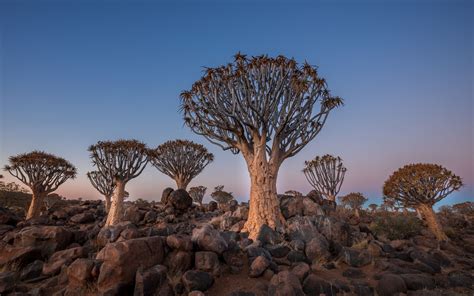 Quivertree Forest Namibia