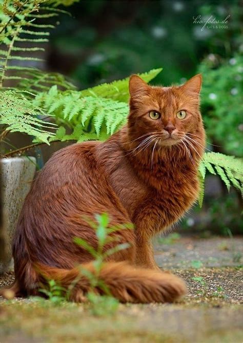 What A Unique Color So Stunning Pretty Cats Cats And Kittens Cute