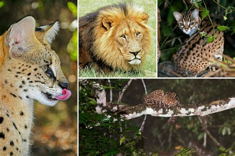 All Types Of Wild Cats And Where To See Them In The Wild