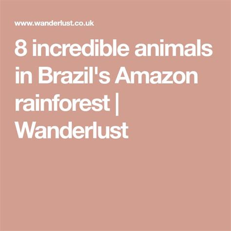 Amazon Rainforest 8 Of The Most Incredible Animals Amazon Rainforest