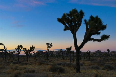 Joshua Tree National Park Sunset Landscape Photography Etsy