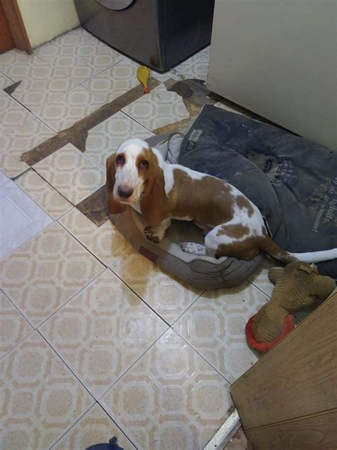 Children, adults, dogs, and even other think the friendly, intelligent basset hound is the breed for you? Basset Hound Puppies For Sale | Kalamazoo Township, MI #272656