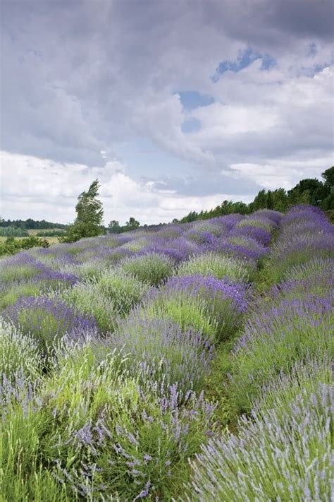 Provence Lavender Garden Lavender Fields Lavender Cottage