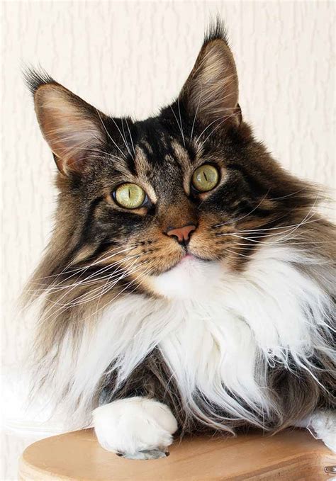 Maine Coon Vs Norwegian Forest Cat Know The Differences