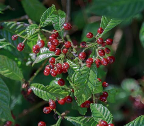 Florida Wild Coffee Plant And Berries Stock Image Image Of Shrub