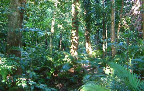 Nama tumbuhan semulajadi spt monsun tropika. LAMAN GEOGRAFI ANDA: Tumbuhan Semula Jadi