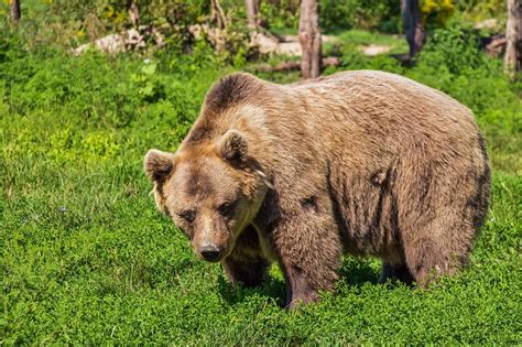 100 Interesting Bear Facts From All Around The World