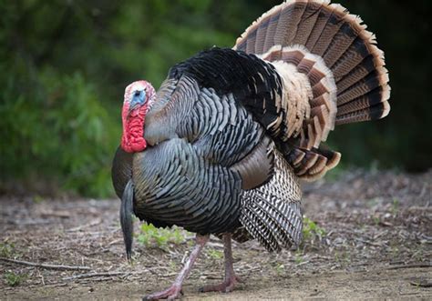 Participate In Pas Largest Wild Turkey Research Project Pittsburgh