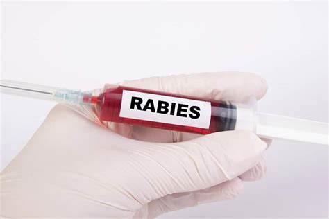 How To Cure Rabies In Humans Naturally My Life With No Drugs