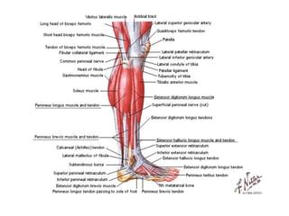 Mišići ruke i noge